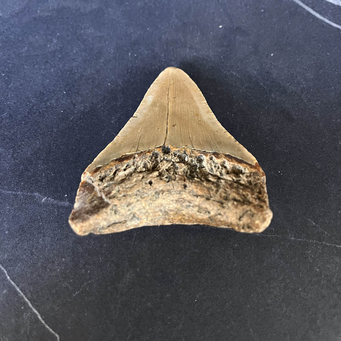 Megalodon Tooth No.60 - Image 3
