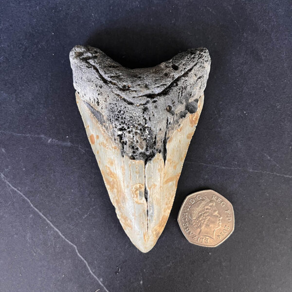 Megalodon Tooth No.67