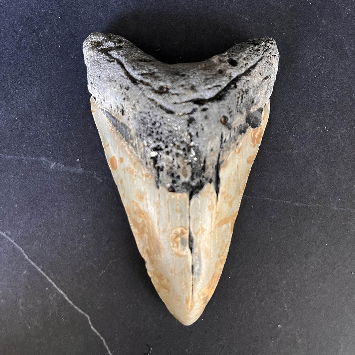 Megalodon Tooth No.67 - Image 2