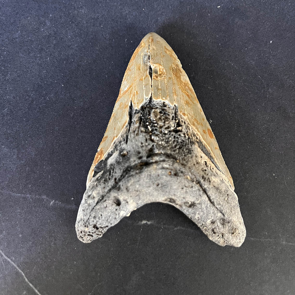 Megalodon Tooth No.67 - Image 3