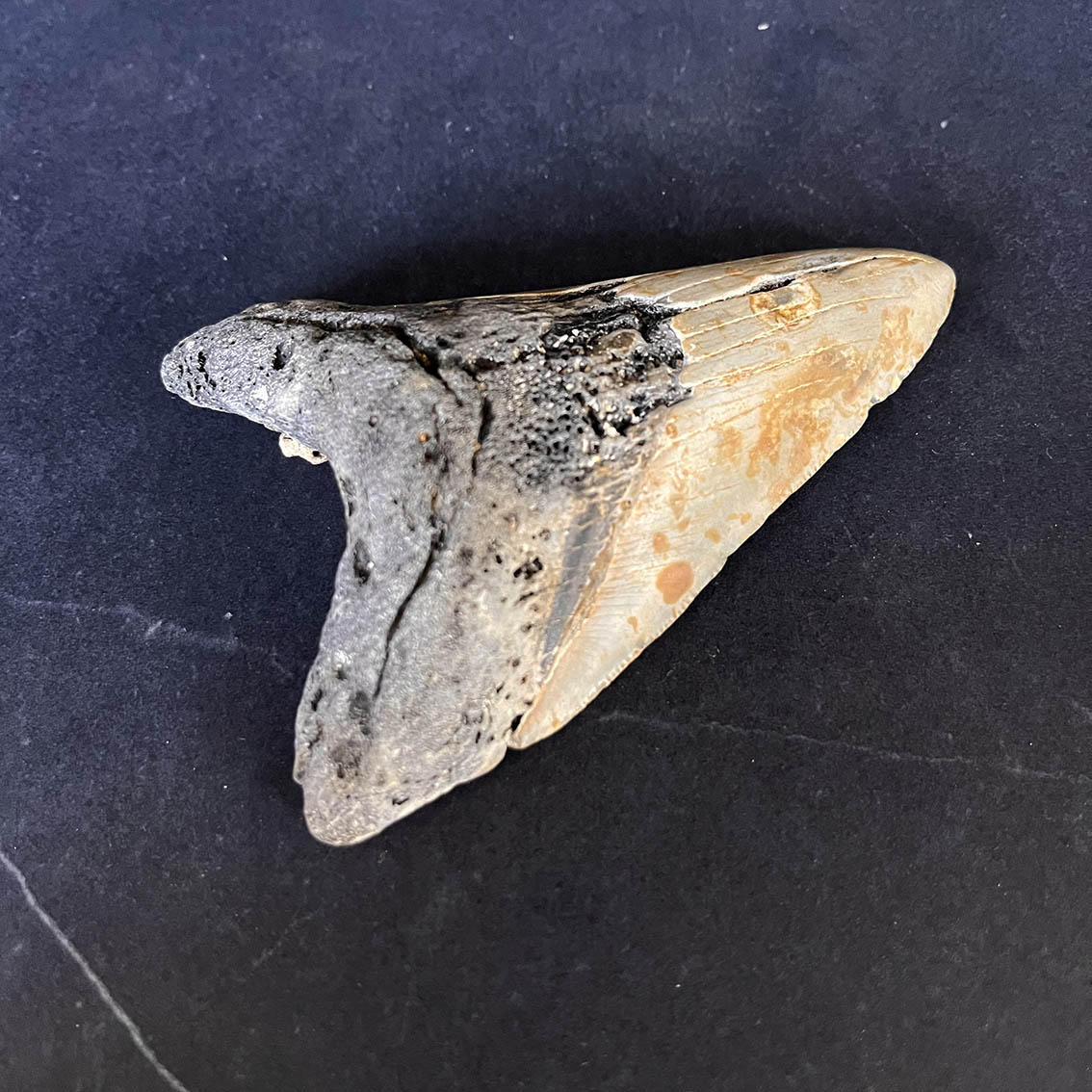 Megalodon Tooth No.67 - Image 4