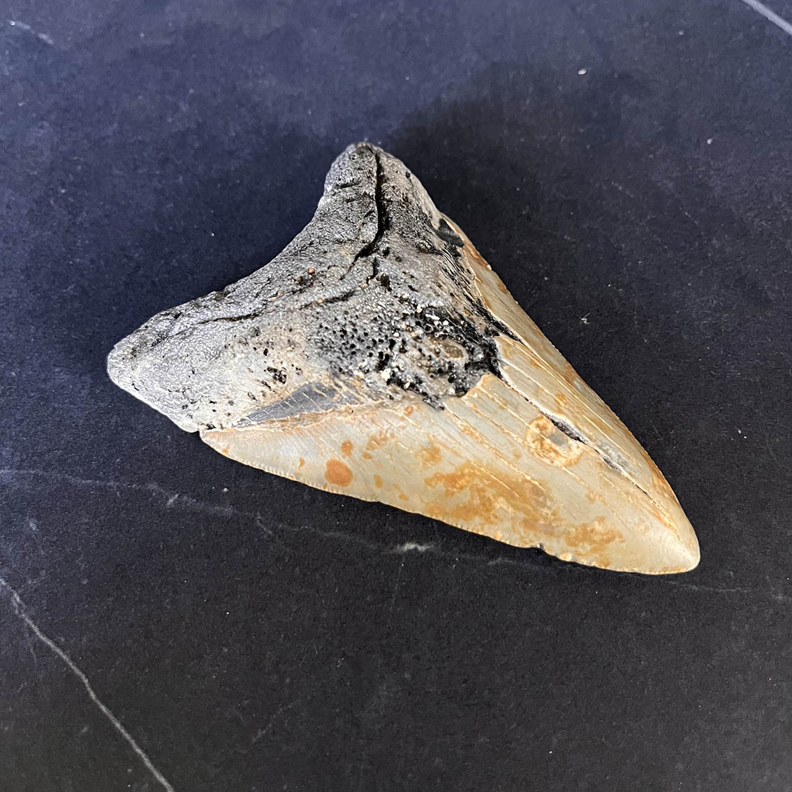 Megalodon Tooth No.67 - Image 5