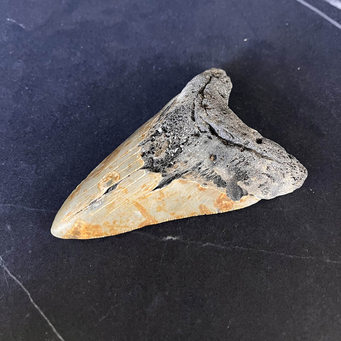 Megalodon Tooth No.67 - Image 6