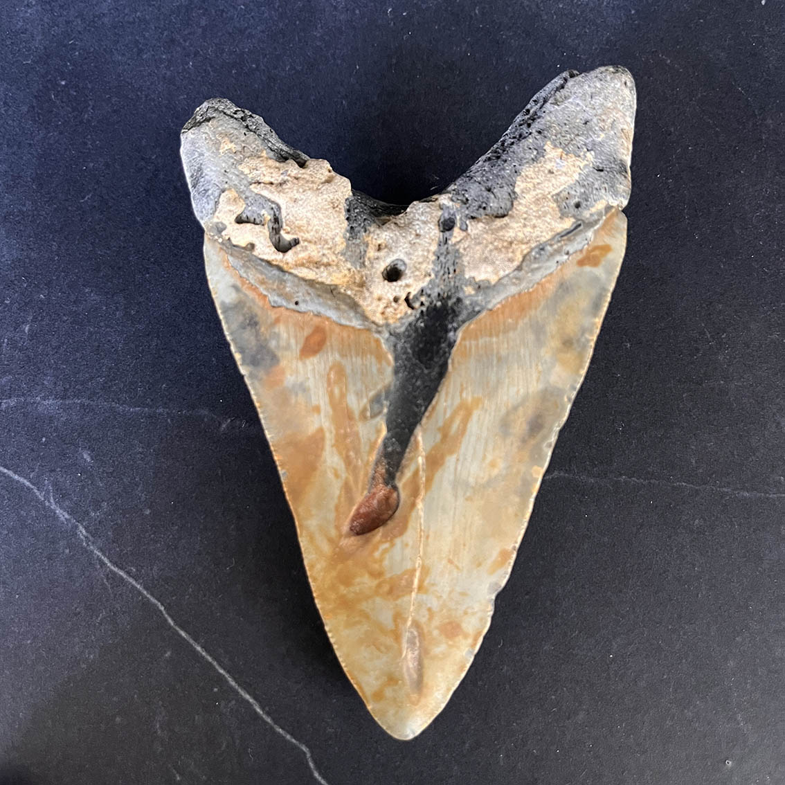Megalodon Tooth No.67 - Image 7