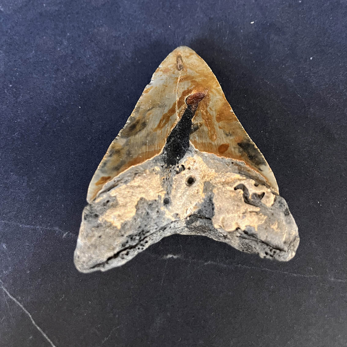 Megalodon Tooth No.67 - Image 8