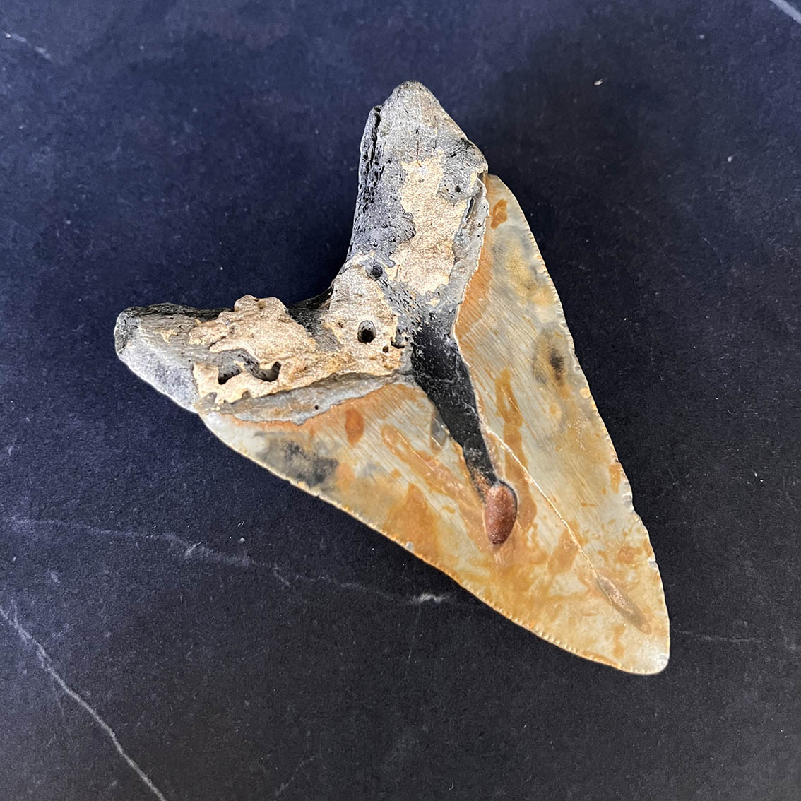 Megalodon Tooth No.67 - Image 9
