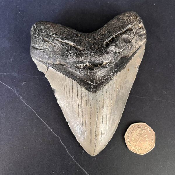 Megalodon Tooth No.68