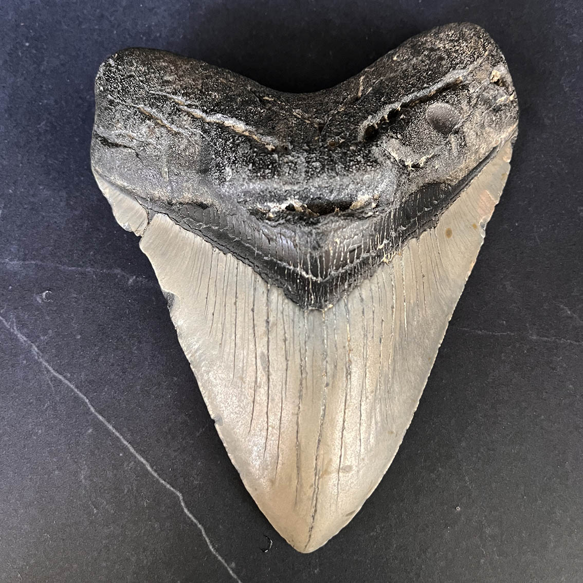 Megalodon Tooth No.68 - Image 2