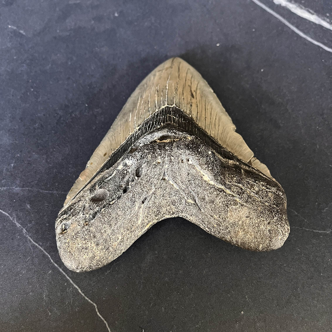 Megalodon Tooth No.68 - Image 3