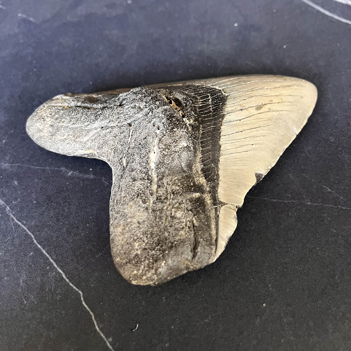 Megalodon Tooth No.68 - Image 4