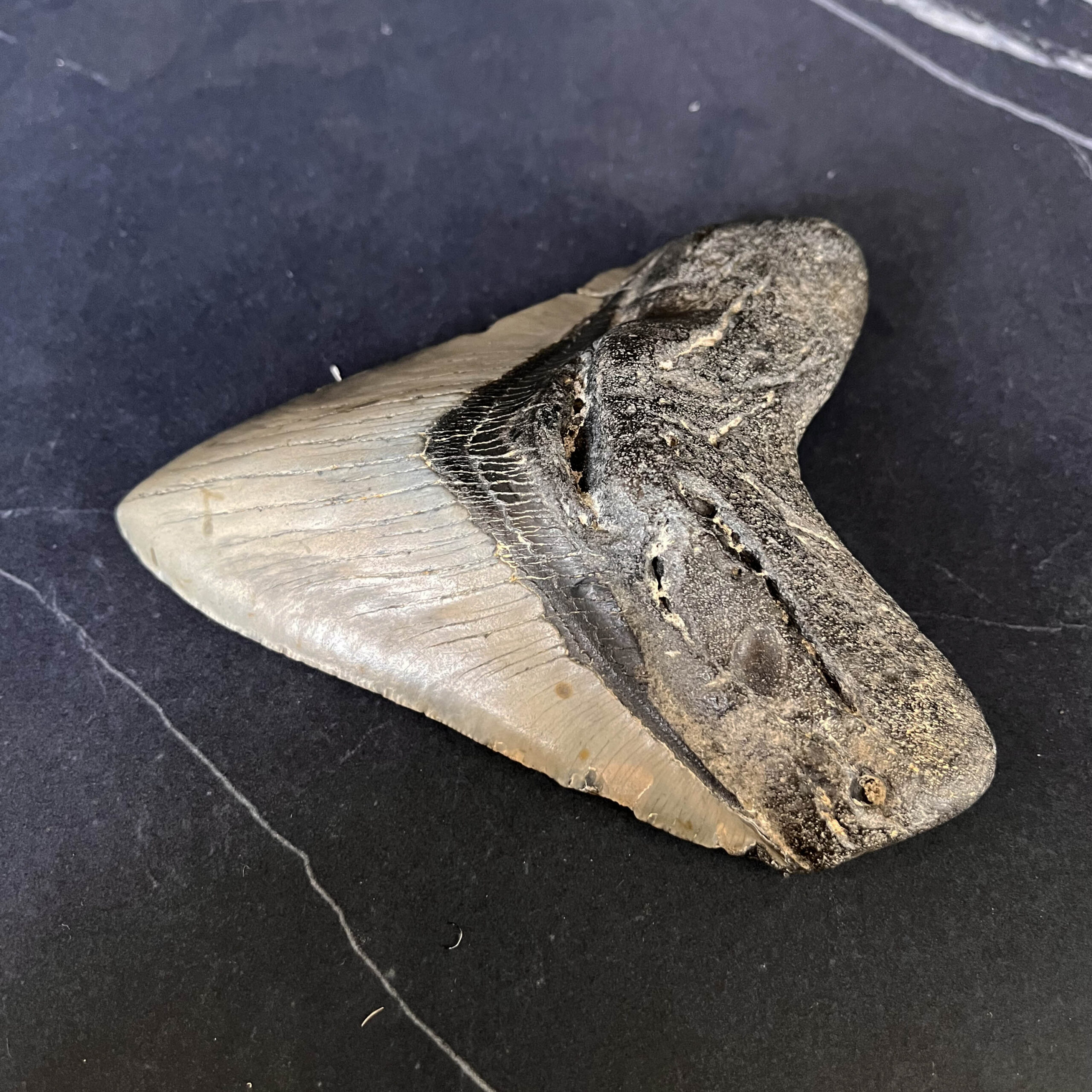 Megalodon Tooth No.68 - Image 5