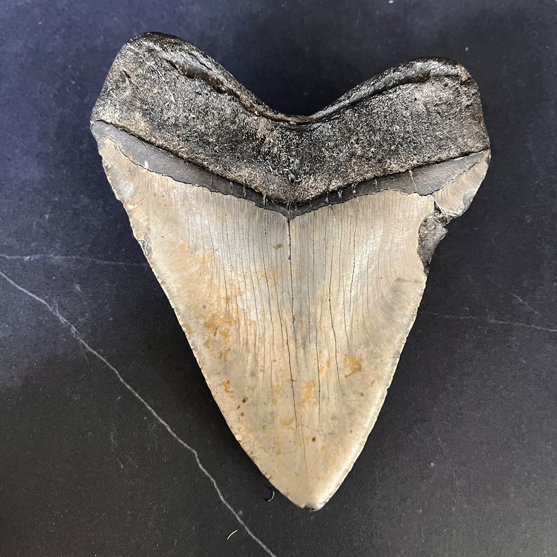 Megalodon Tooth No.68 - Image 6