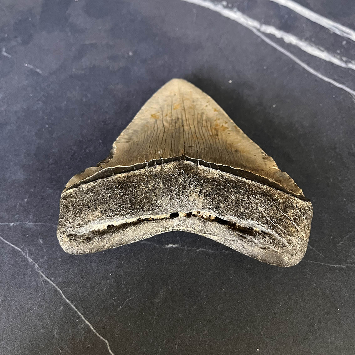 Megalodon Tooth No.68 - Image 7