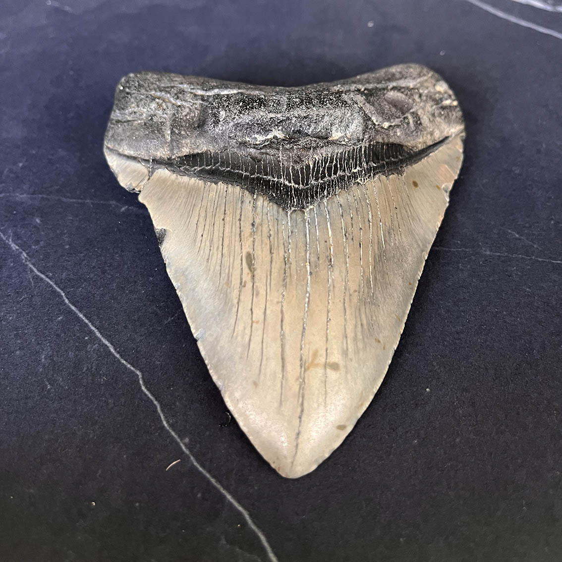 Megalodon Tooth No.68 - Image 8