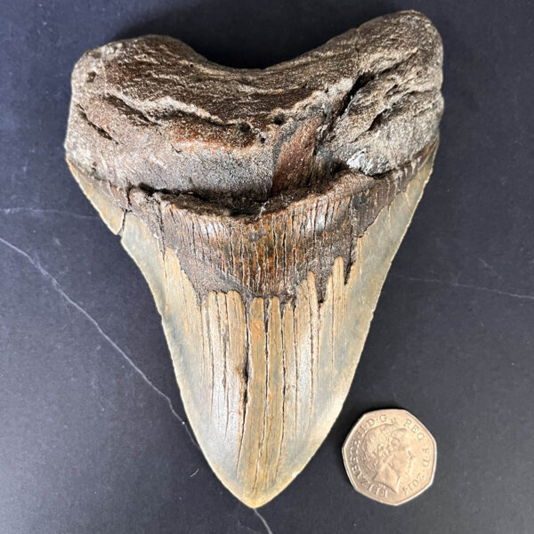 Megalodon Tooth No.75
