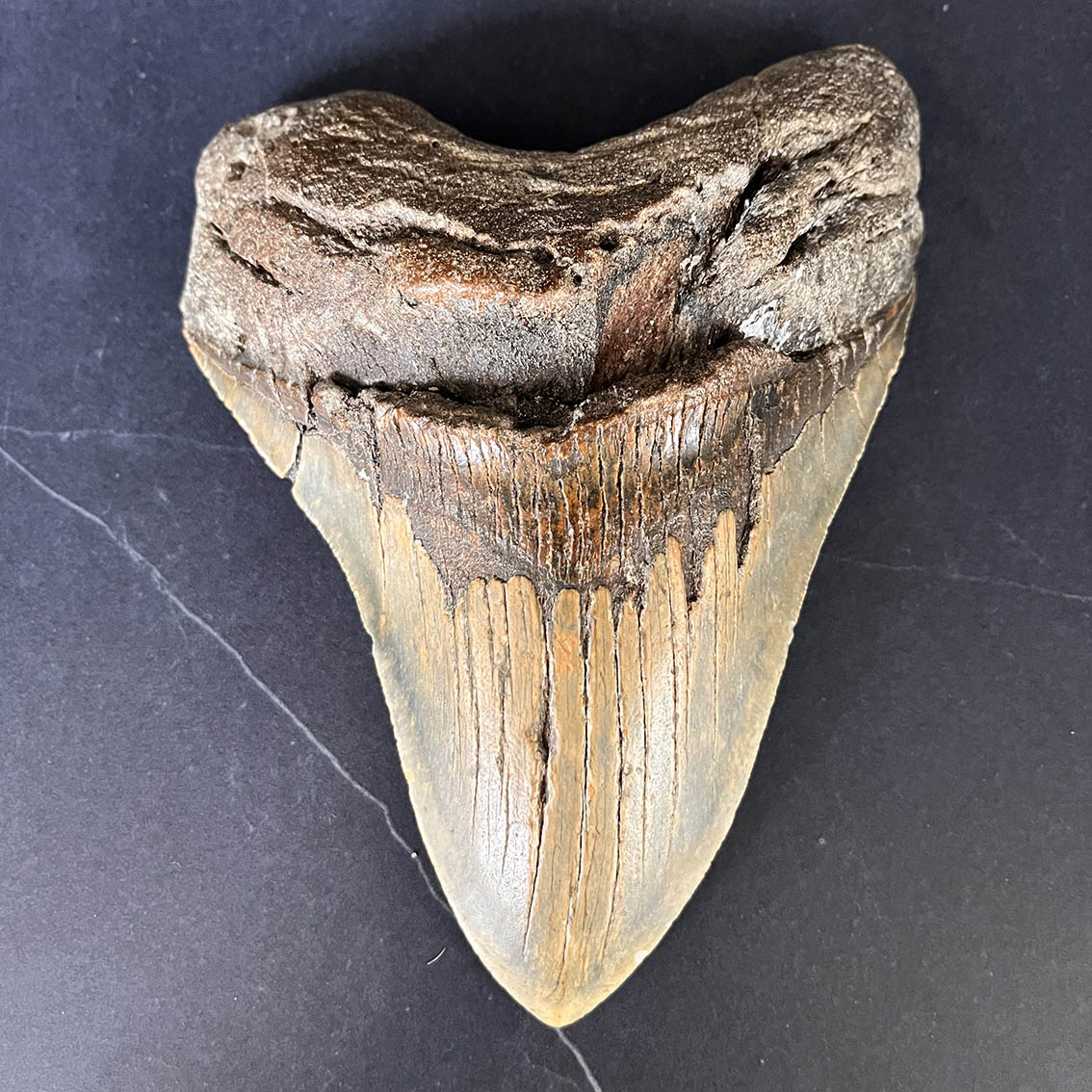 Megalodon Tooth No.75 - Image 2
