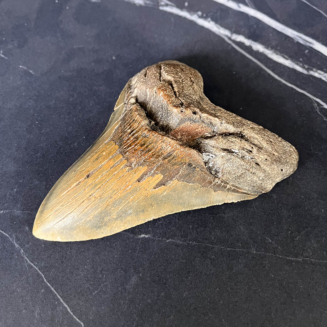 Megalodon Tooth No.75 - Image 3