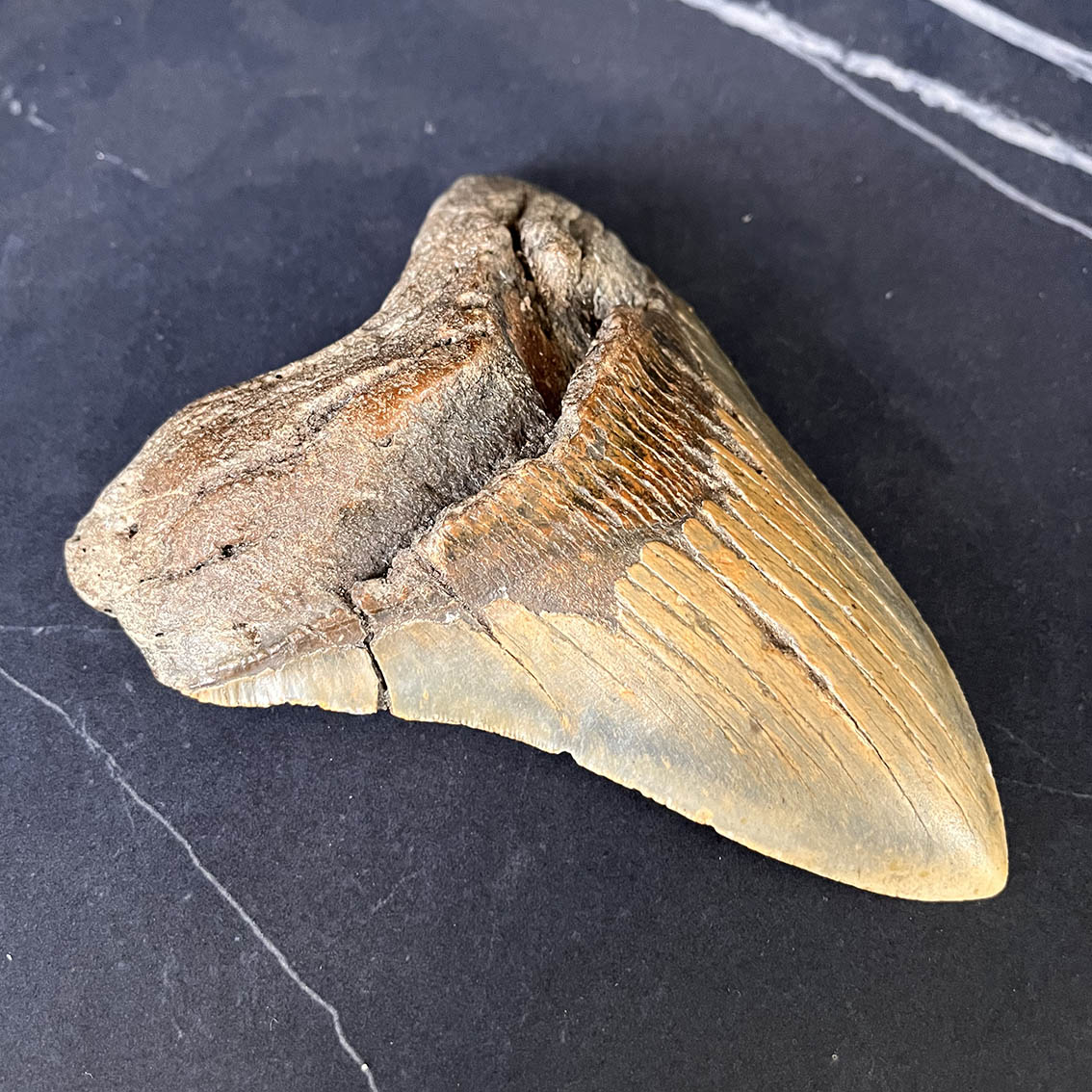 Megalodon Tooth No.75 - Image 4