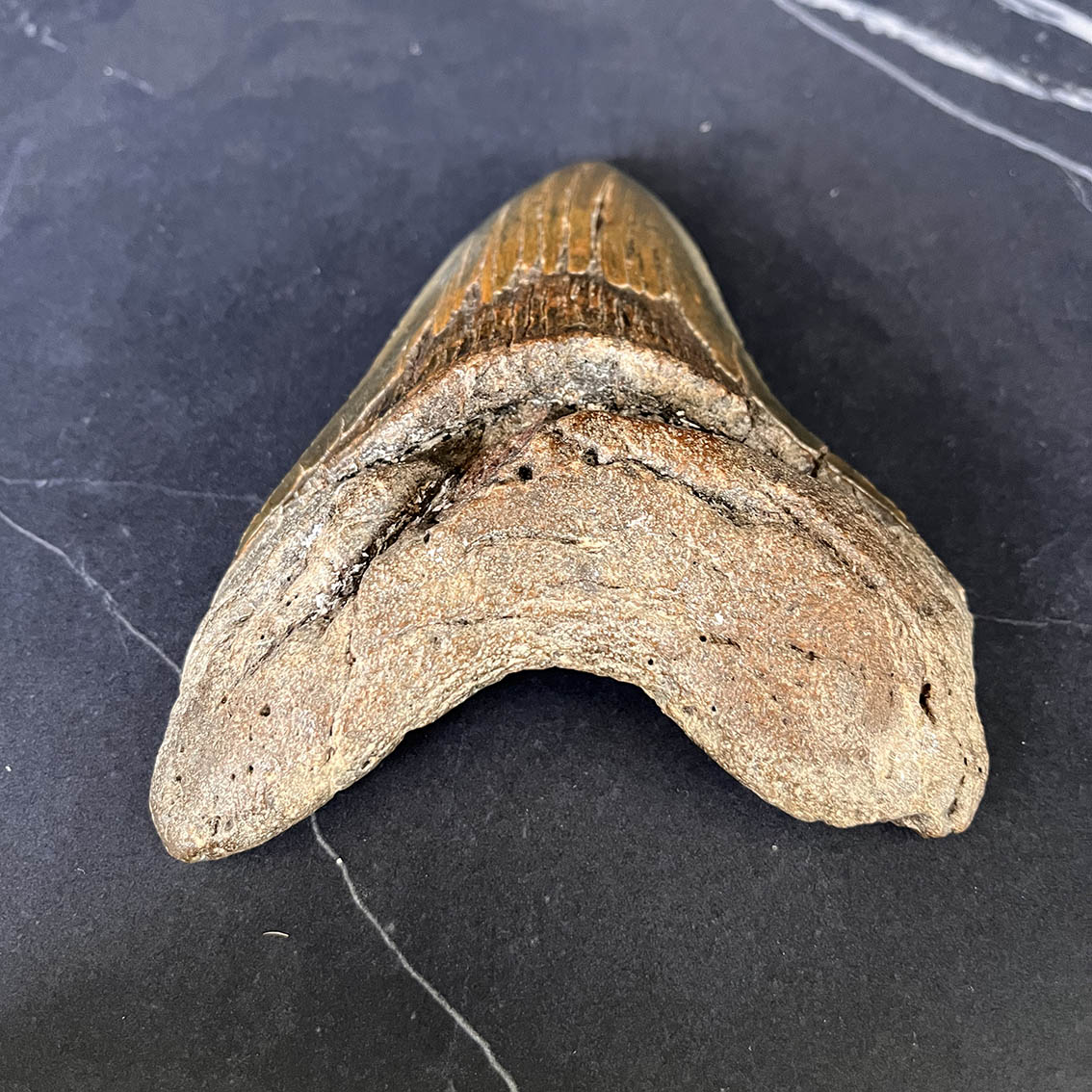 Megalodon Tooth No.75 - Image 5