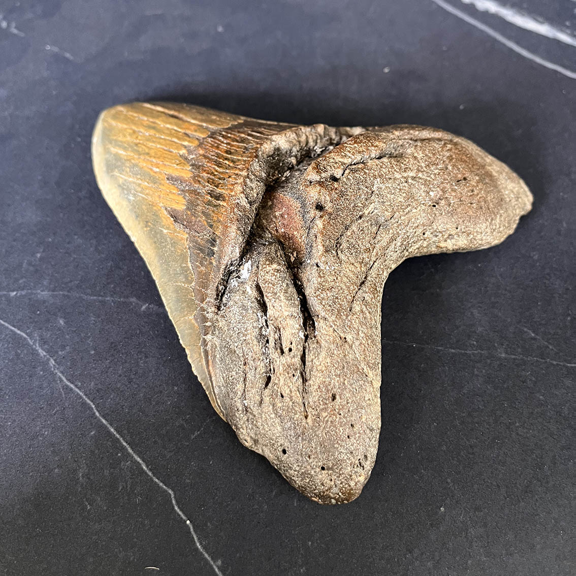 Megalodon Tooth No.75 - Image 6