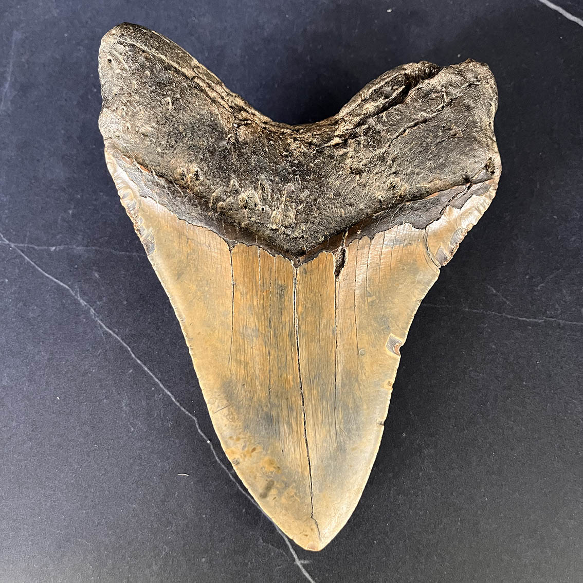 Megalodon Tooth No.75 - Image 7