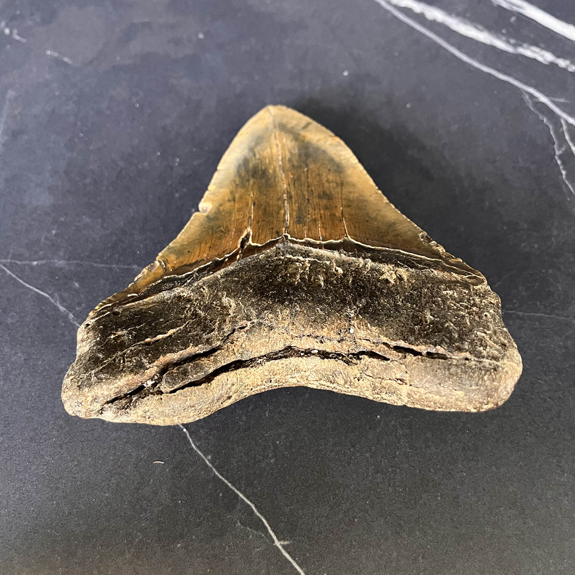 Megalodon Tooth No.75 - Image 8