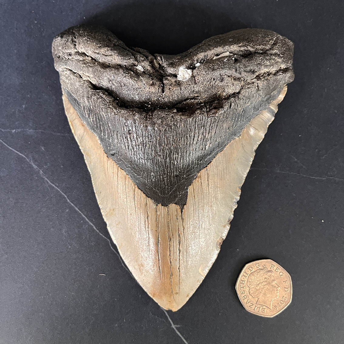 Megalodon Tooth No.74
