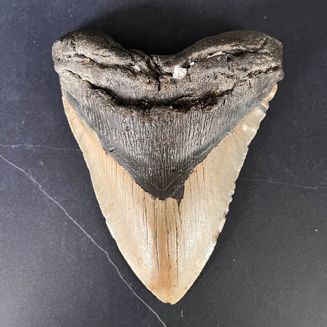 Megalodon Tooth No.74 - Image 2