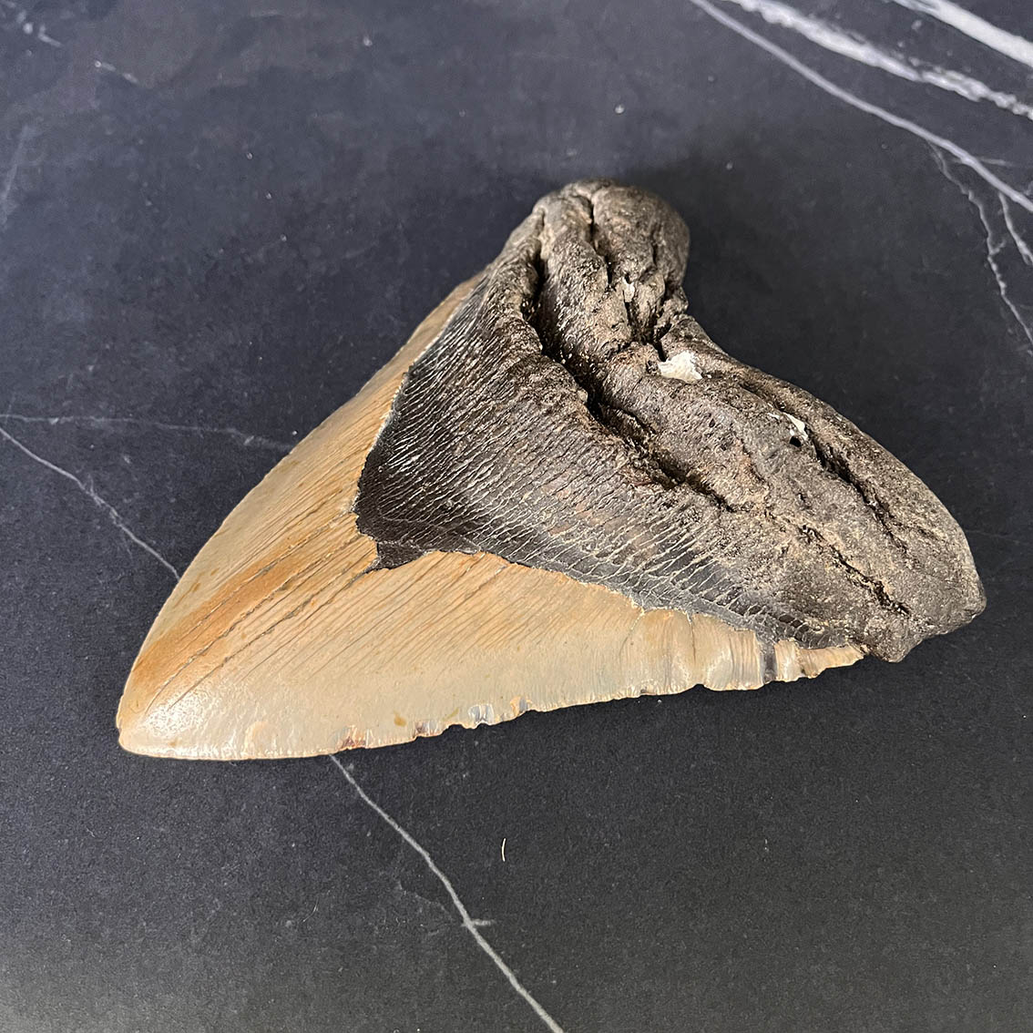 Megalodon Tooth No.74 - Image 3