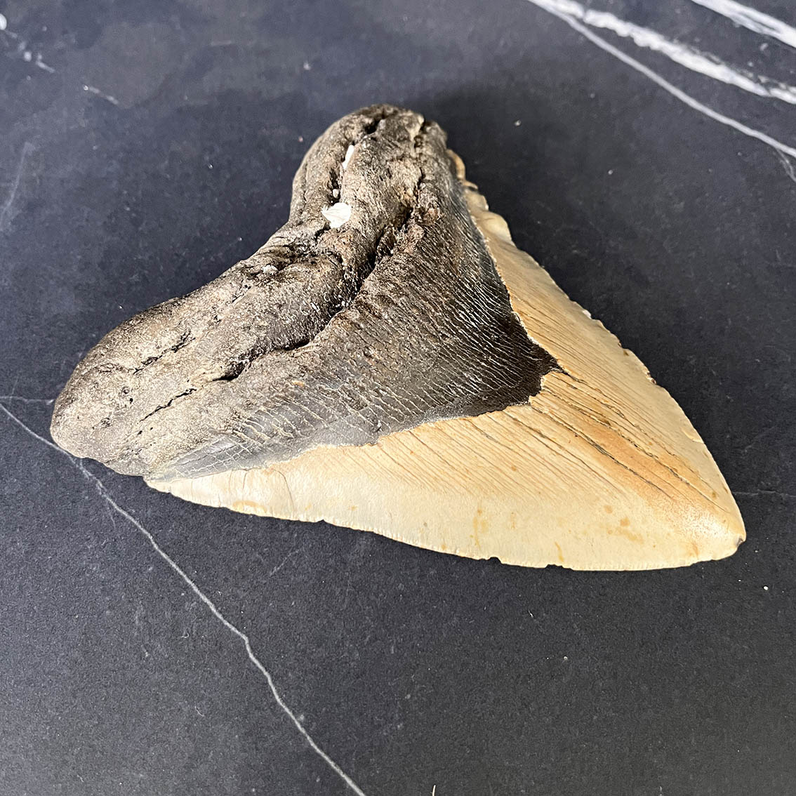 Megalodon Tooth No.74 - Image 4