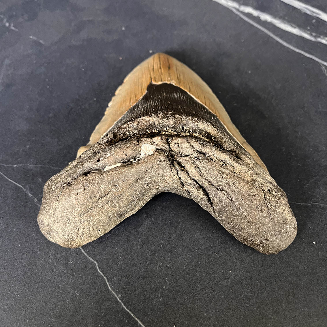 Megalodon Tooth No.74 - Image 5