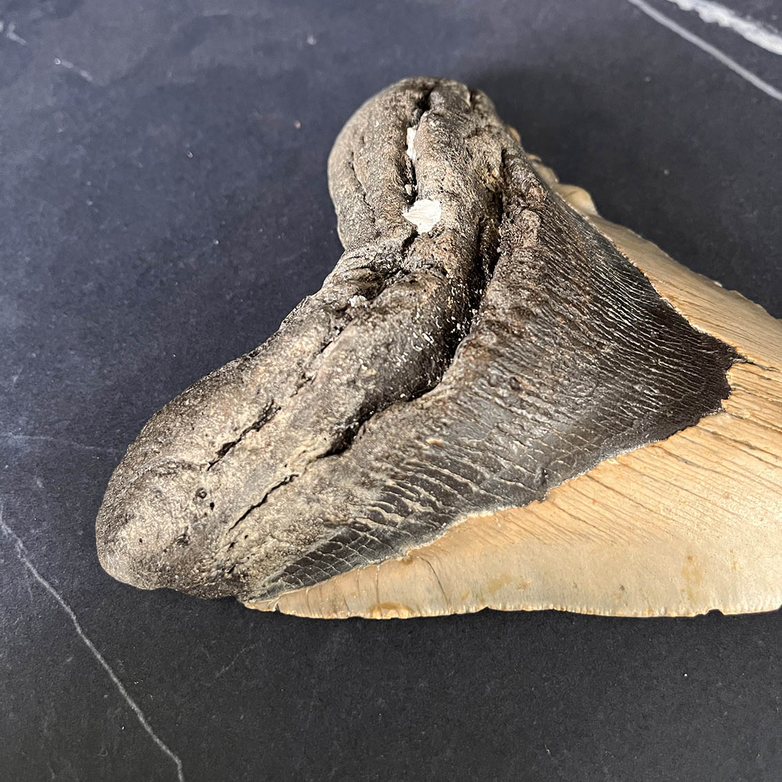 Megalodon Tooth No.74 - Image 6