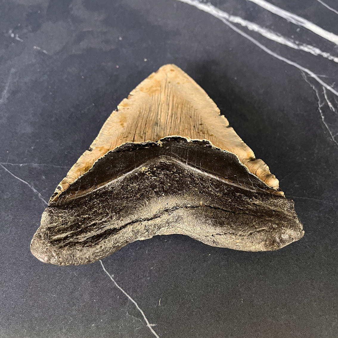 Megalodon Tooth No.74 - Image 8