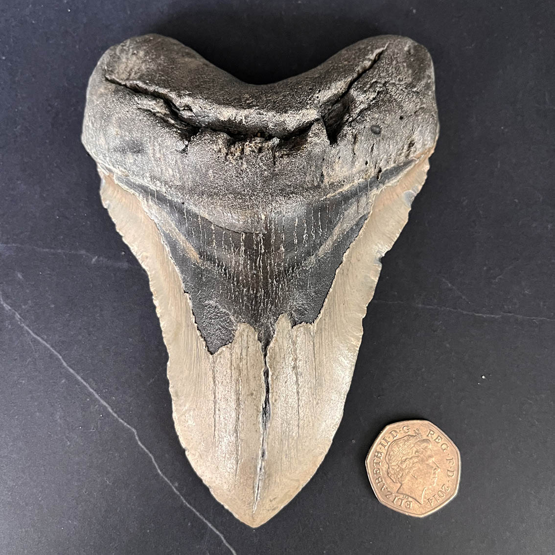 Megalodon Tooth No.73