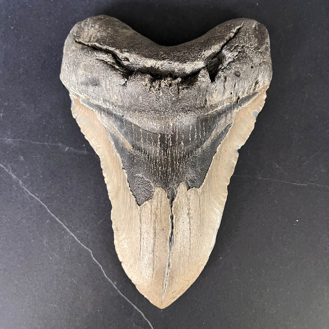 Megalodon Tooth No.73 - Image 2