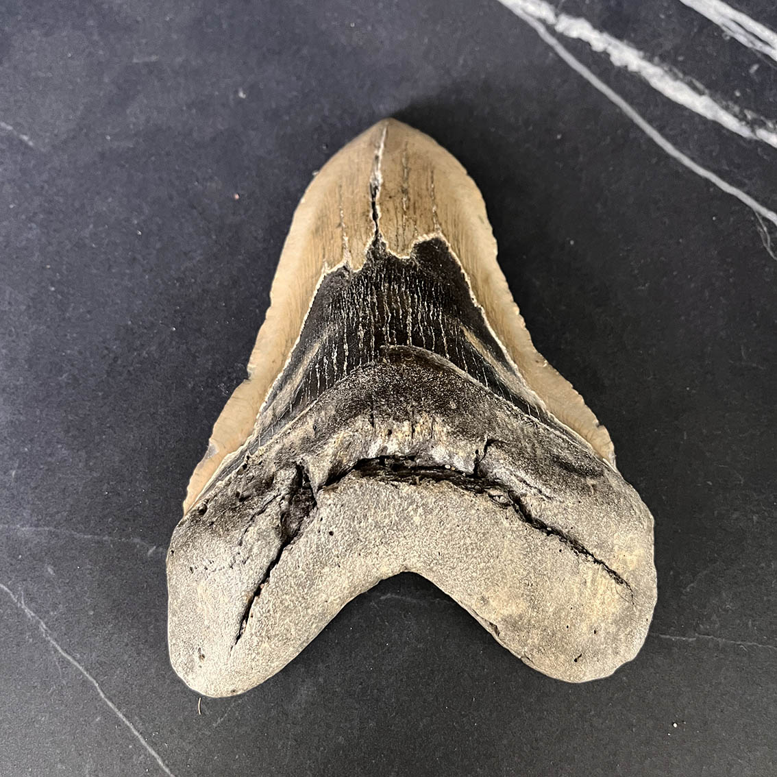 Megalodon Tooth No.73 - Image 3