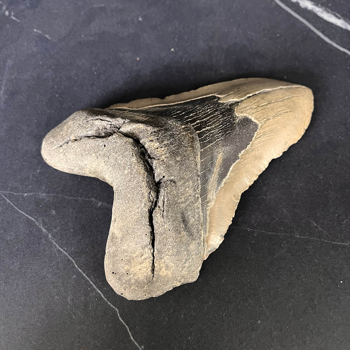 Megalodon Tooth No.73 - Image 4