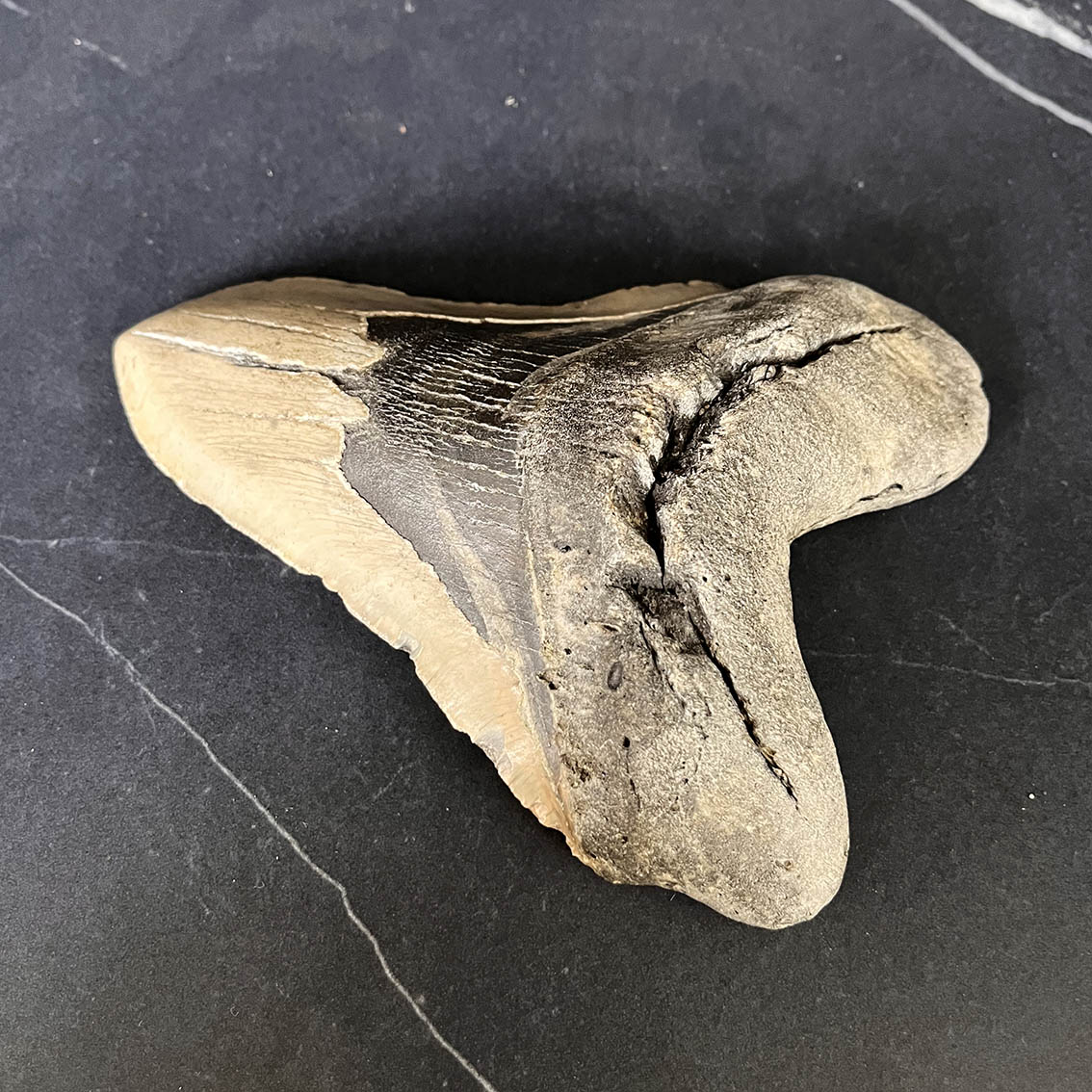 Megalodon Tooth No.73 - Image 5