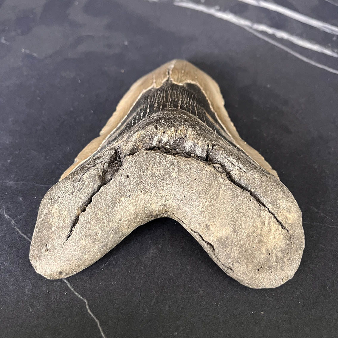 Megalodon Tooth No.73 - Image 6