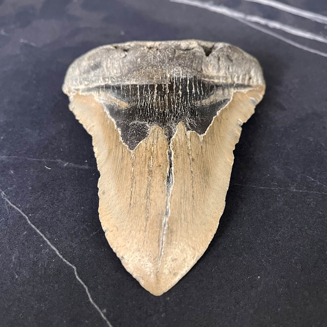 Megalodon Tooth No.73 - Image 7