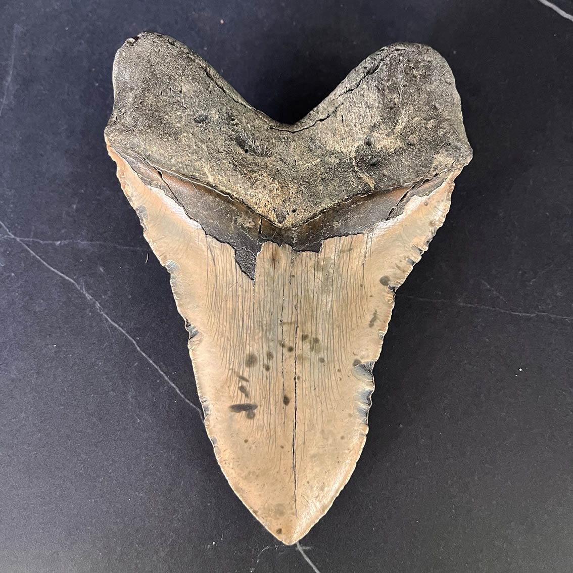 Megalodon Tooth No.73 - Image 8