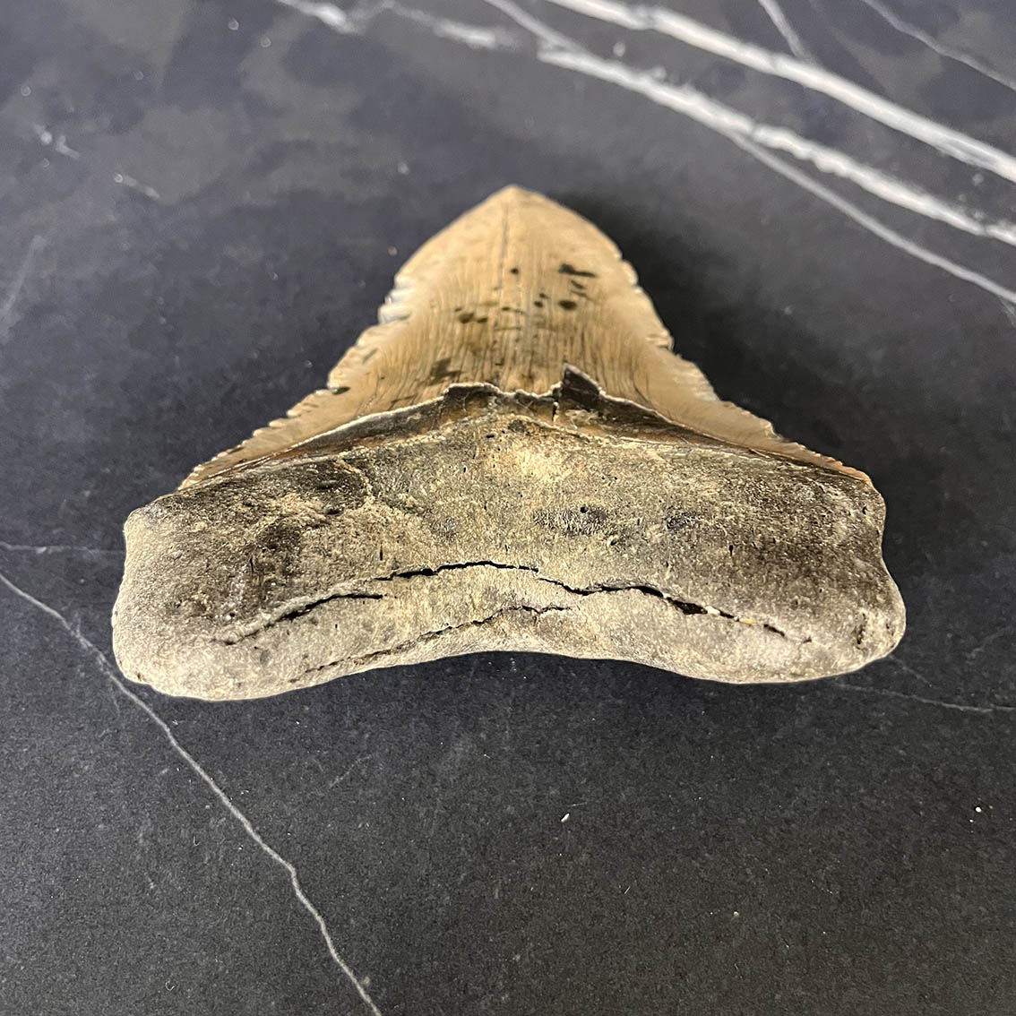 Megalodon Tooth No.73 - Image 9