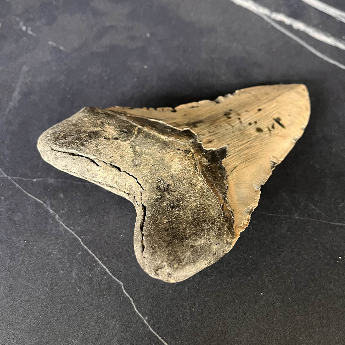 Megalodon Tooth No.73 - Image 10