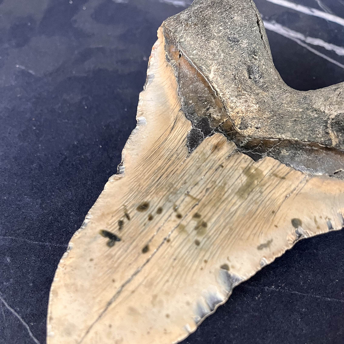 Megalodon Tooth No.73 - Image 11