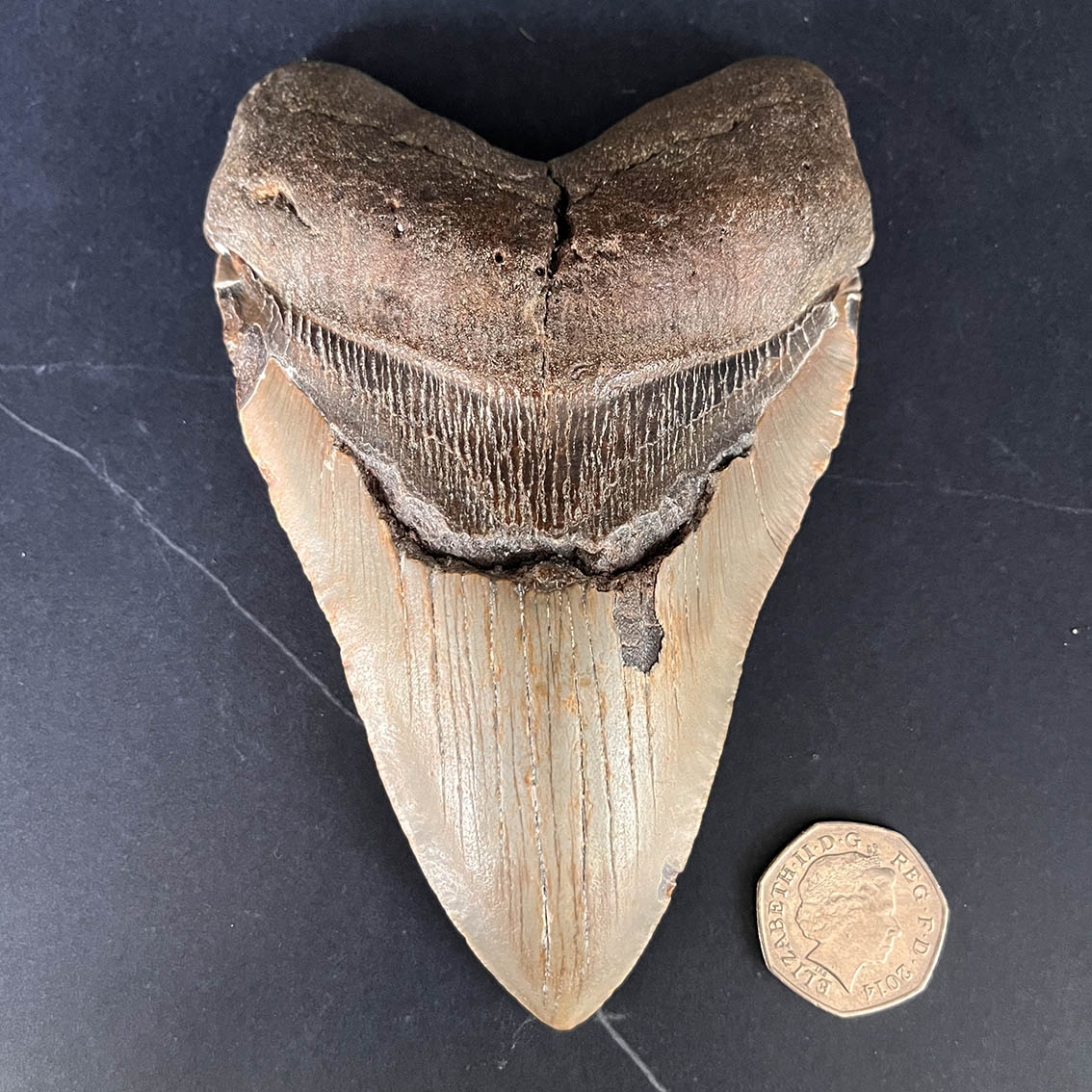Megalodon Tooth No.72