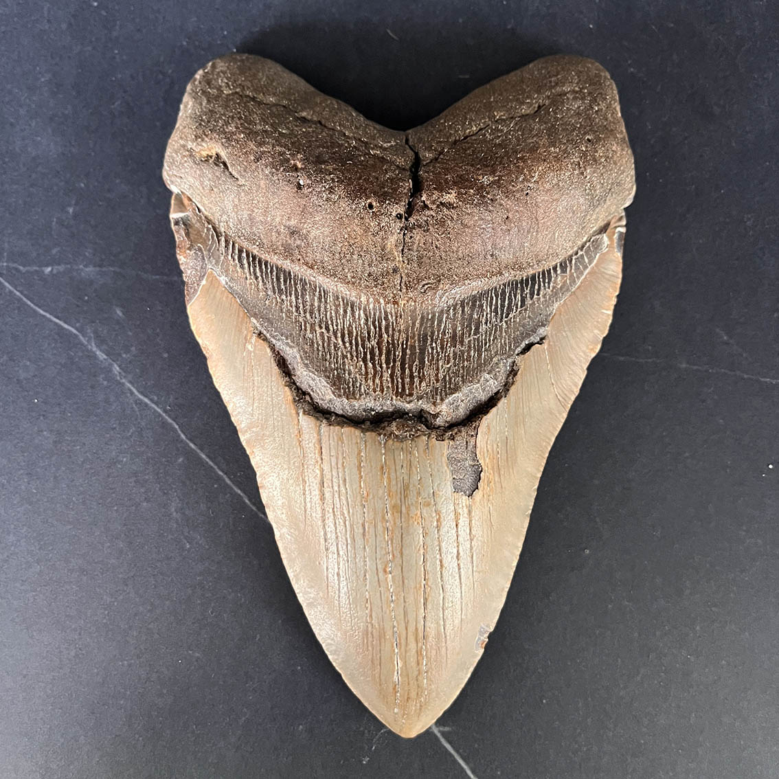Megalodon Tooth No.72 - Image 2