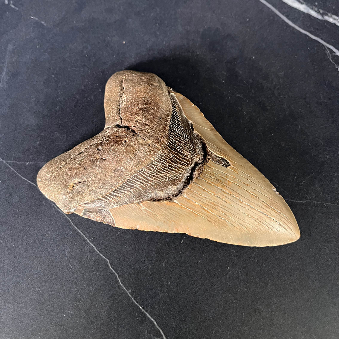 Megalodon Tooth No.72 - Image 3