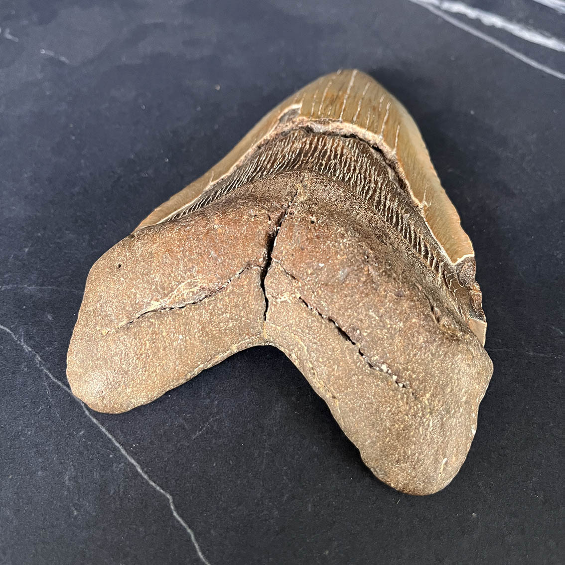 Megalodon Tooth No.72 - Image 4
