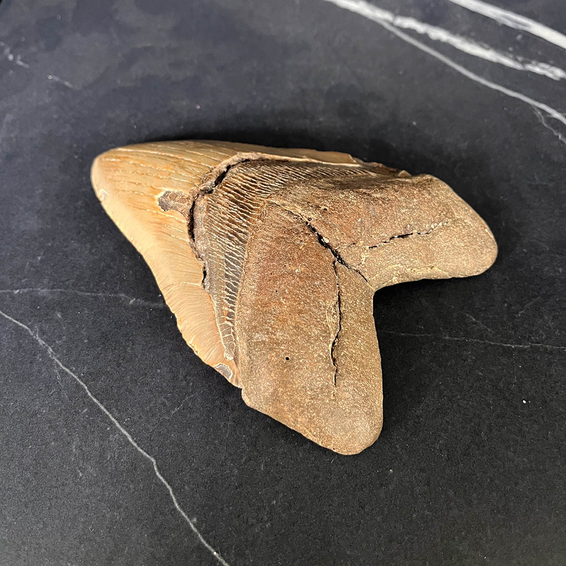 Megalodon Tooth No.72 - Image 5