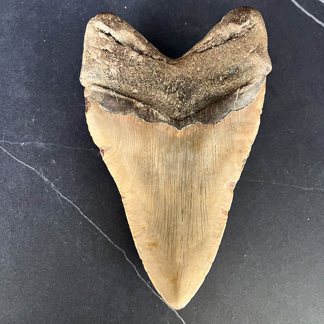 Megalodon Tooth No.72 - Image 6